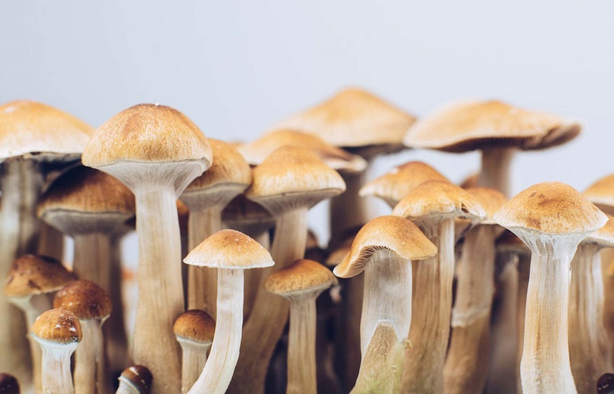 18-year-old kills himself after consuming hallucinogenic mushrooms.?